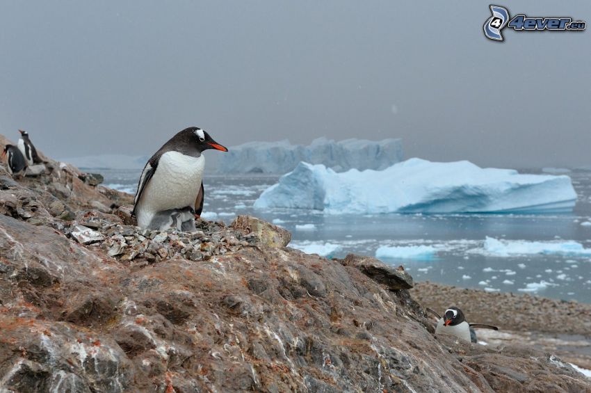 Pinguin, Jungtiere, Felsen, Polarmeer, Gletscher