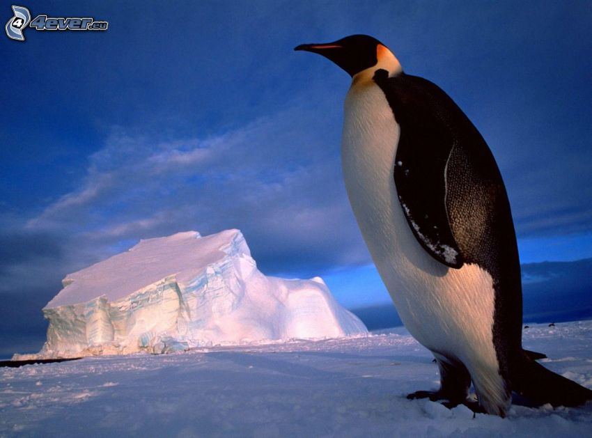Pinguin, Schnee, Gletscher