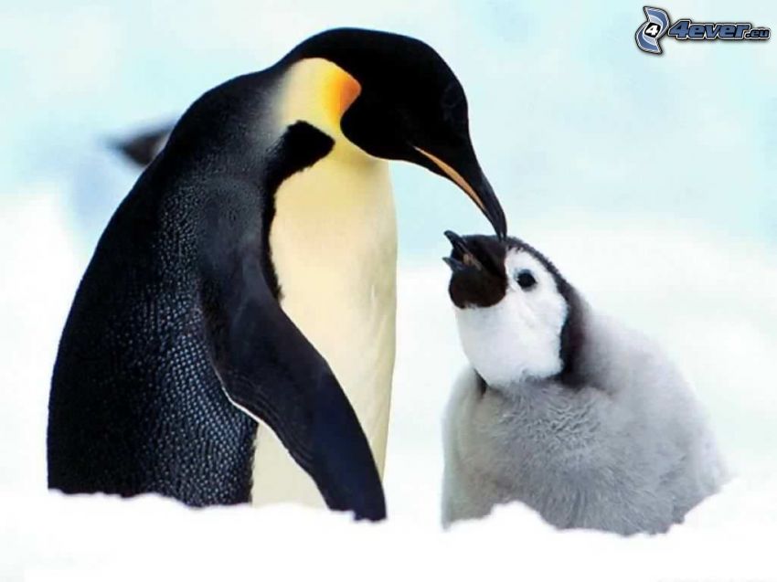 Pinguin und sein Jungtier, Gletscher, Schnee