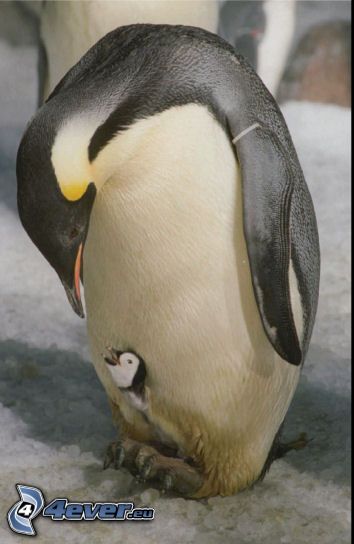 Pinguin und sein Jungtier