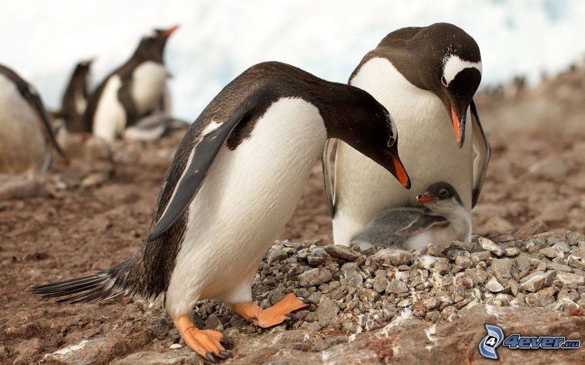 Pinguin und sein Jungtier