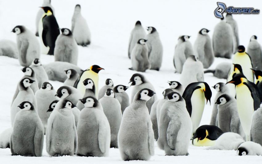 Pinguine, Jungtiere