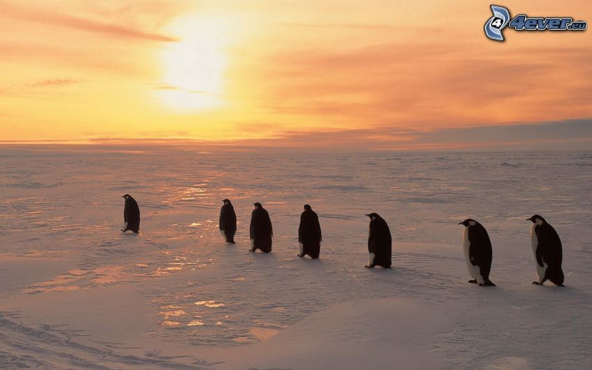 Pinguine, Schnee, Sonnenuntergang