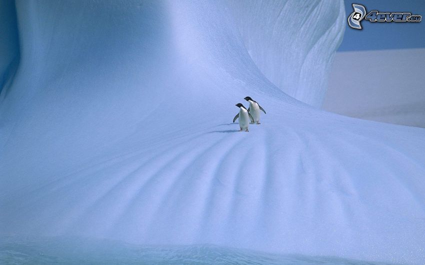 Pinguine, Schnee