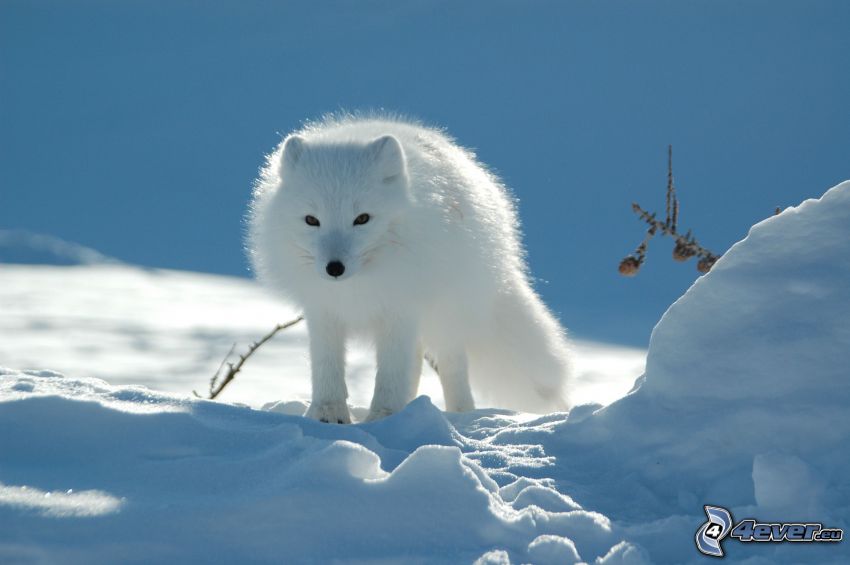 Polarfuchs, Schnee