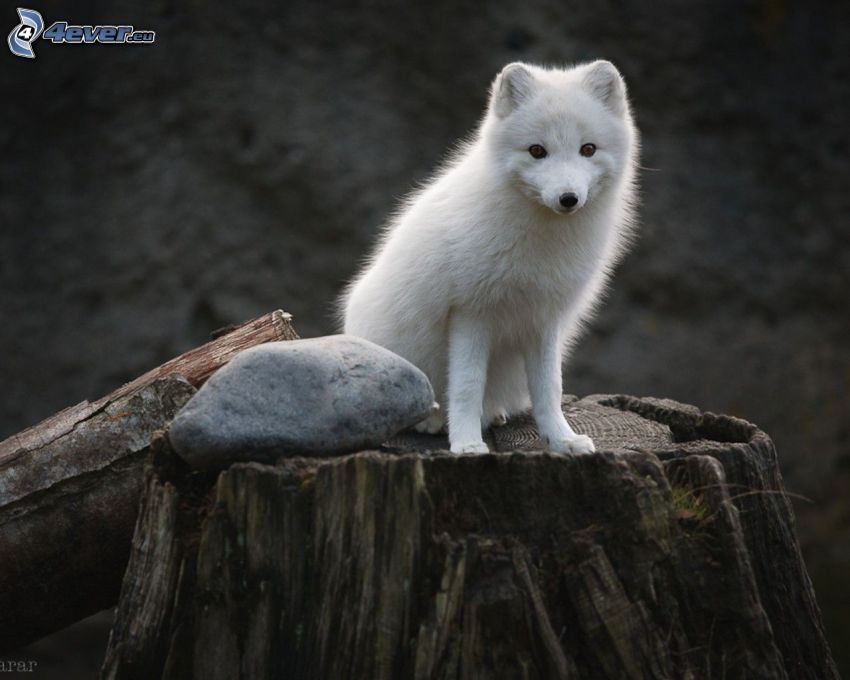 Polarfuchs