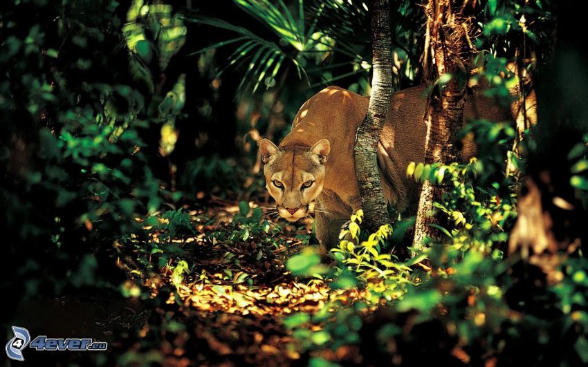 puma, Dschungel