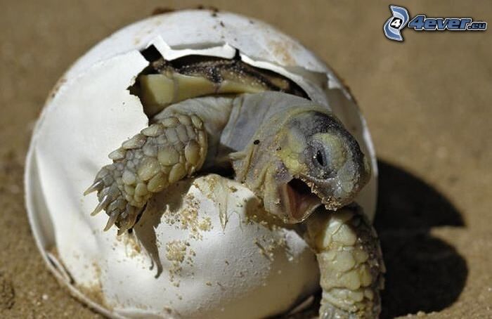 Schildkröte, Ei, Schlüpfen der Schildkröten