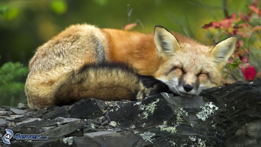 schlafender Fuchs