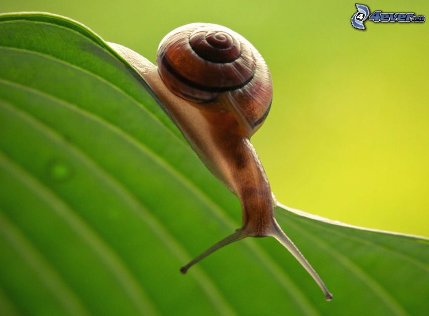 Schnecke, grünes Blatt