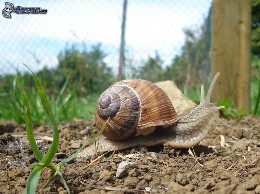 Schnecke