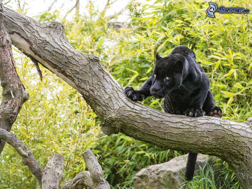 schwarzer Panther, Baum