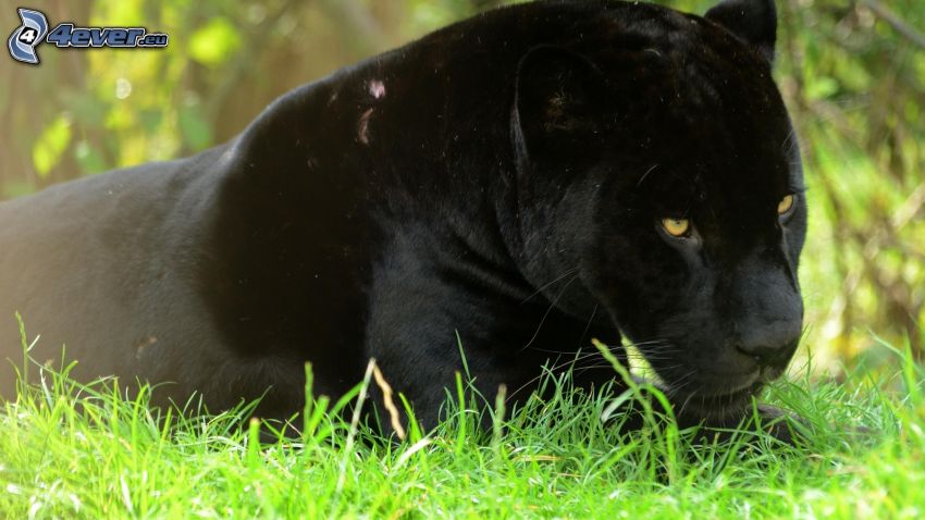 schwarzer Panther, grünes Gras