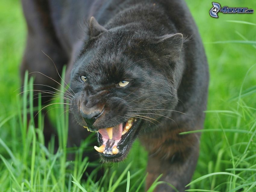 schwarzer Panther, Zähne