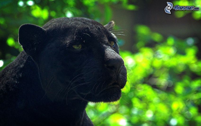 schwarzer Panther