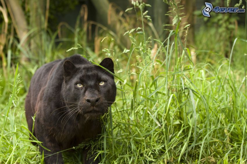 schwarzer Puma, grünes Gras