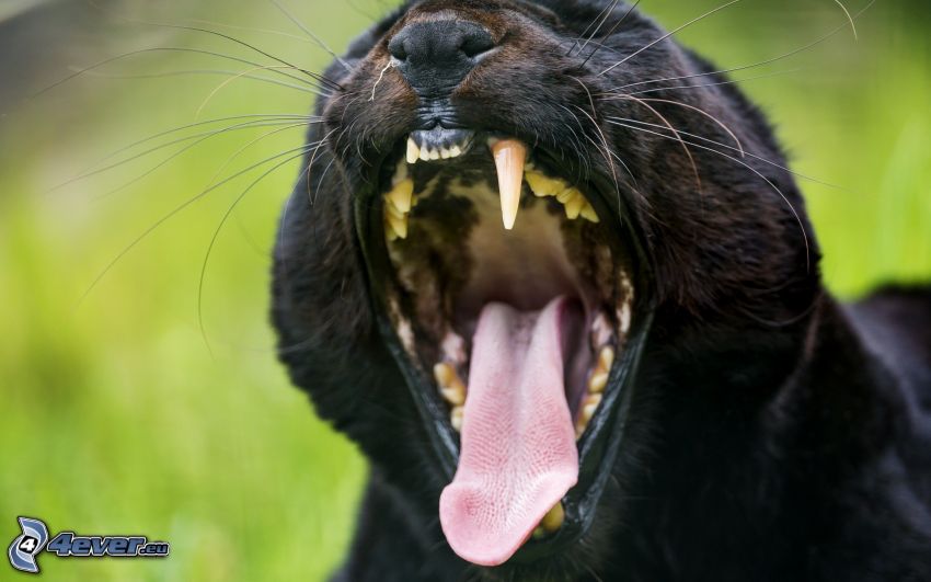 schwarzer Puma, Maul