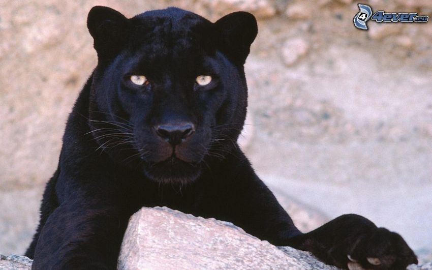 schwarzer Puma