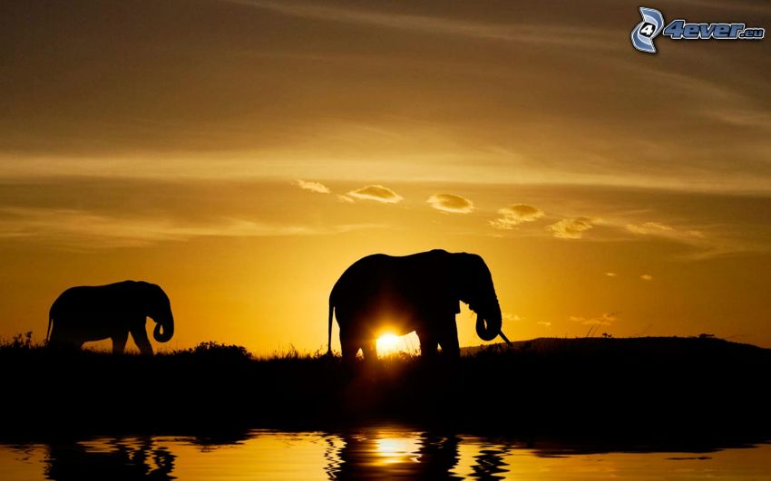 Silhouetten von Elefanten, Sonnenuntergang, Wasseroberfläche