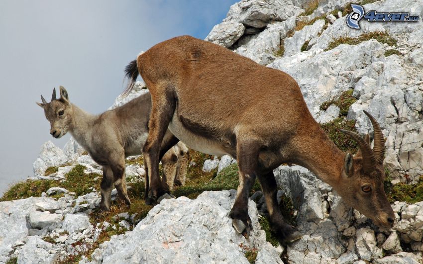 Steinbock