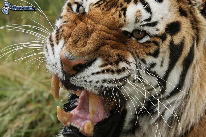 Tiger, Gebrülle, Fangzähne