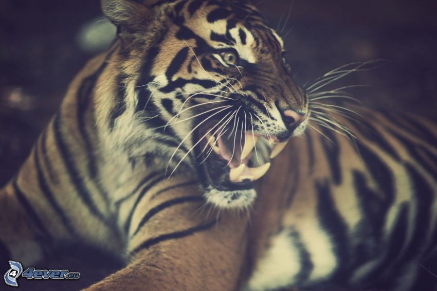Tiger, Gebrülle