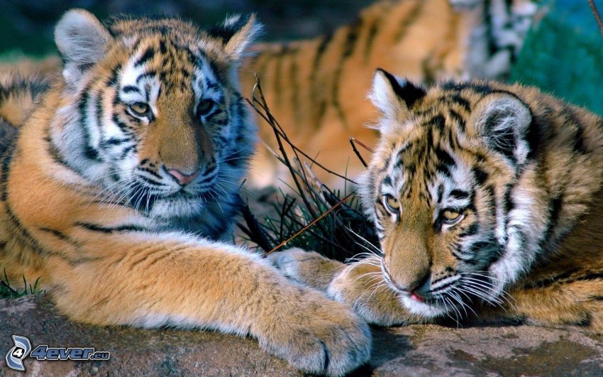 Tiger, Jungtiere