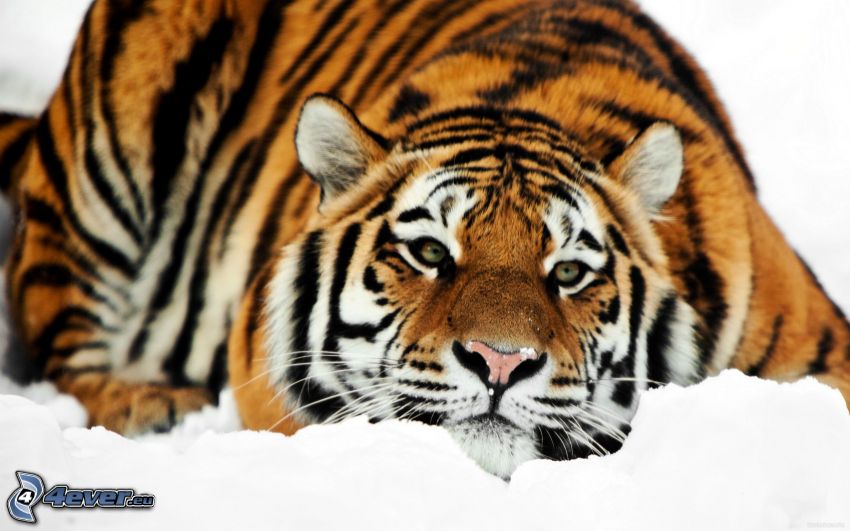 Tiger, Schnee