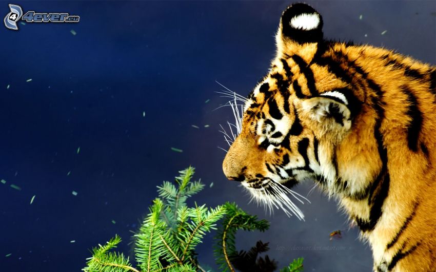 Tiger, Tannennadeln