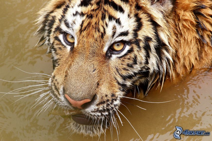 Tiger, Wasser