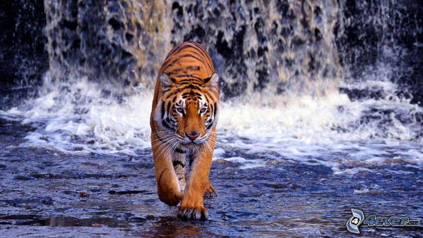 Tiger, Wasserfall