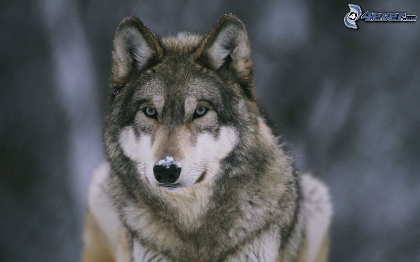 verschneiter Wolf