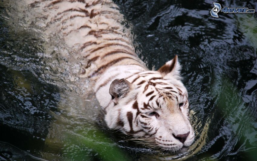 Weiser Tiger, schwimmen