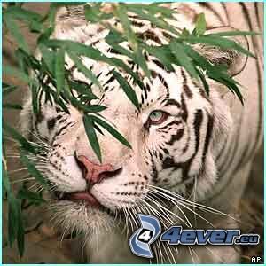 Weiser Tiger