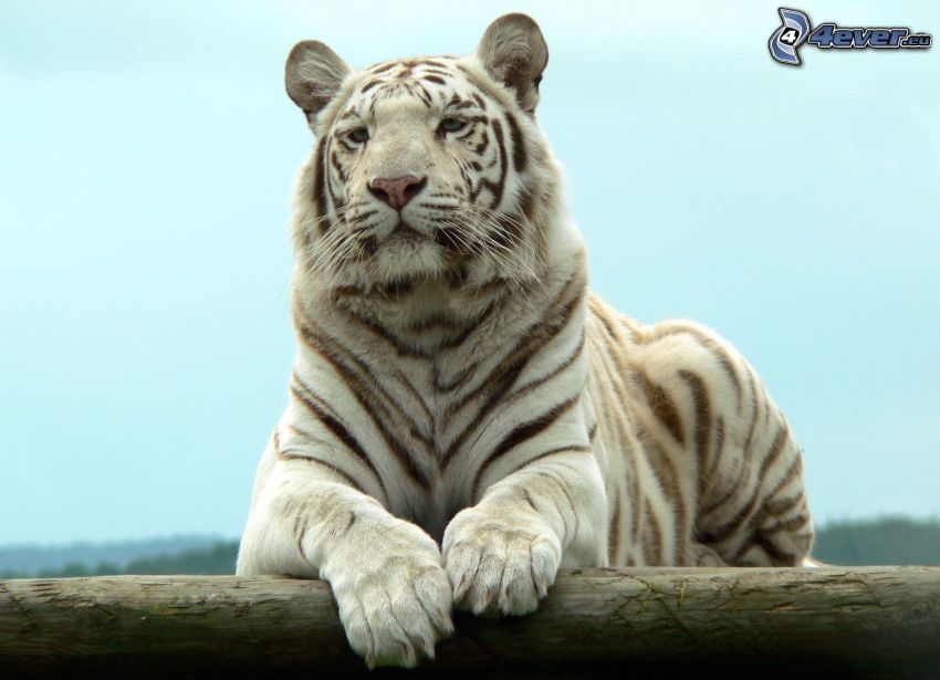 Weiser Tiger