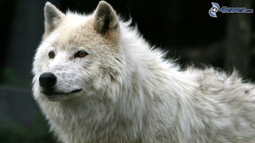 weißer Wolf, Blick