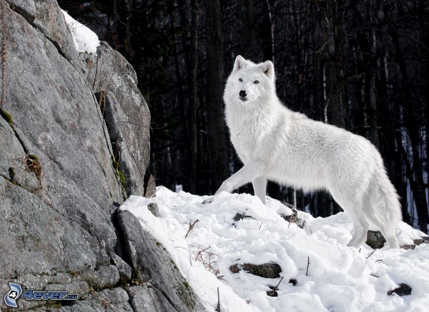 weißer Wolf, Felsen, Schnee