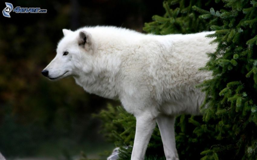 weißer Wolf, Fichte