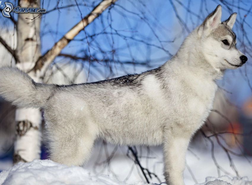 weißer Wolf, Jungtier, Schnee