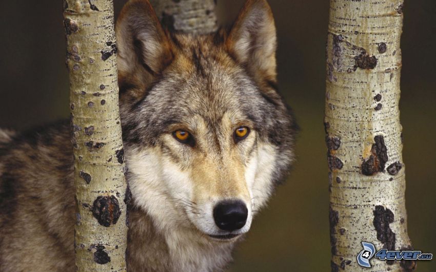 Wolf, Birken