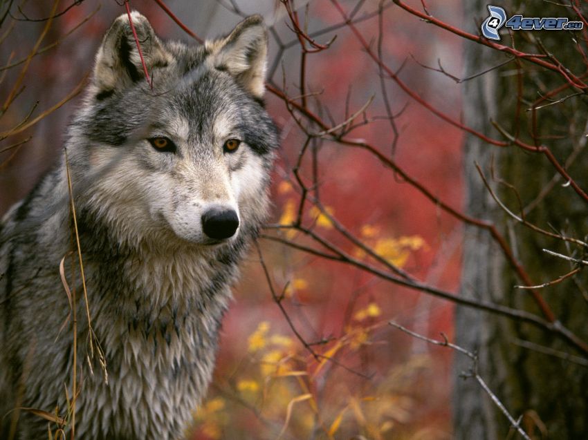Wolf, bunter herbstlicher Wald, Äste