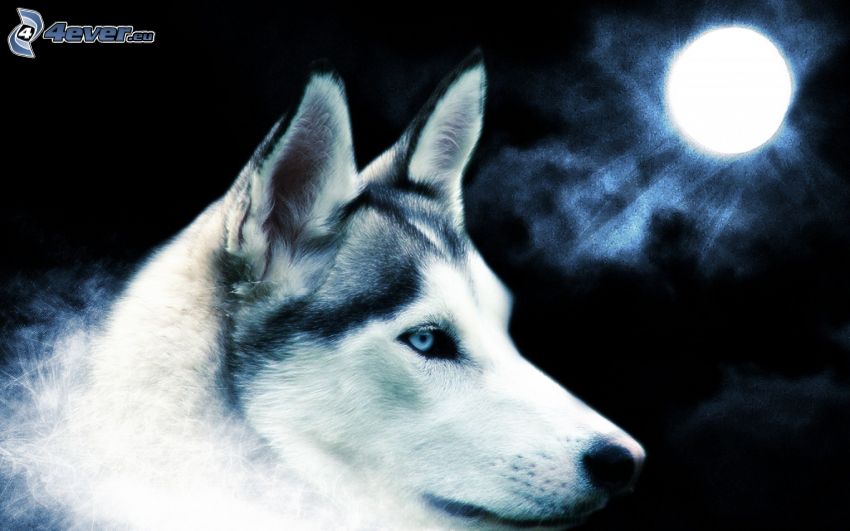 Wolf, Mond
