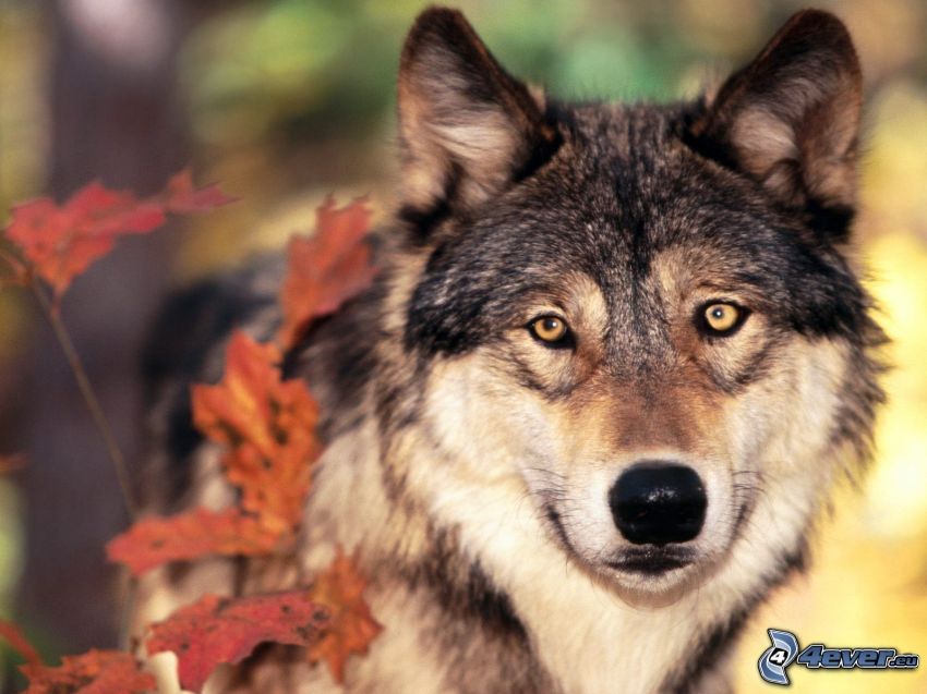Wolf, rote Blätter