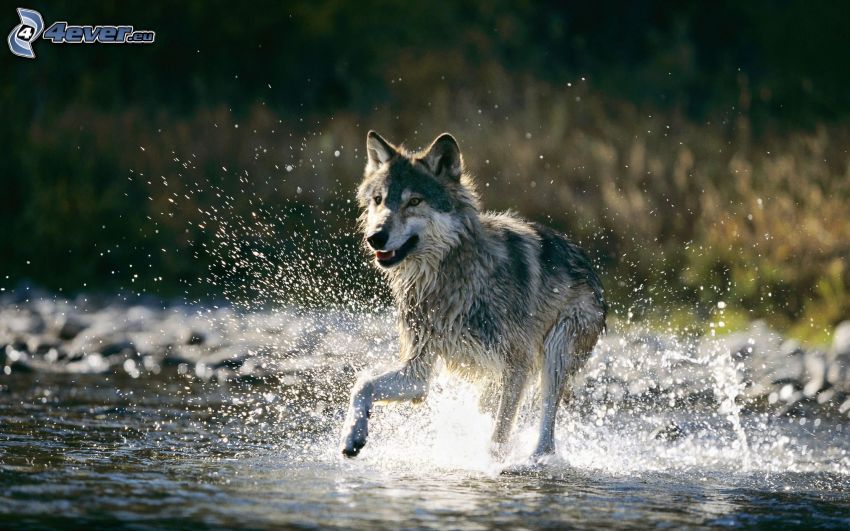 Wolf, Wasser