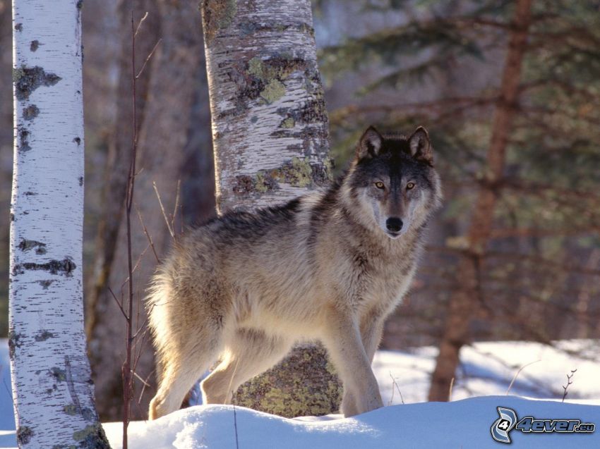 Wolf im Schnee, Birken, Winter