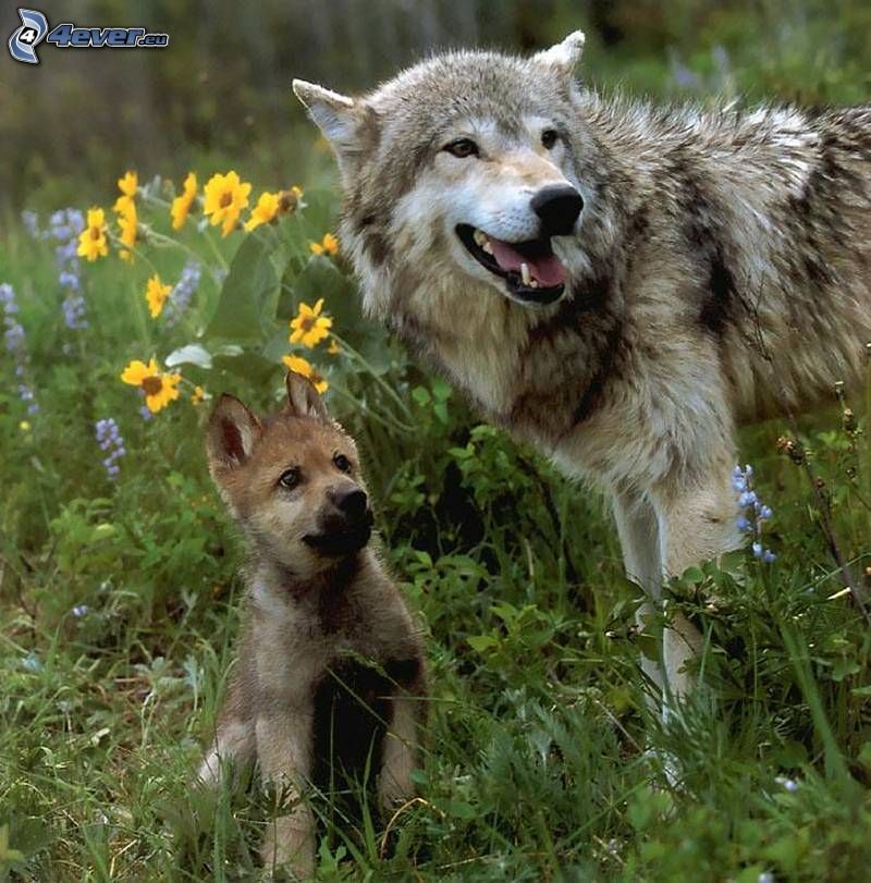 Wolf mit Welpchen