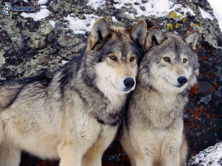 Wolf und Wölfin