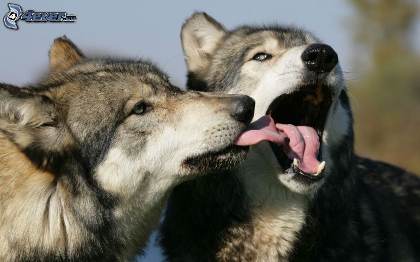 Wolf und Wölfin