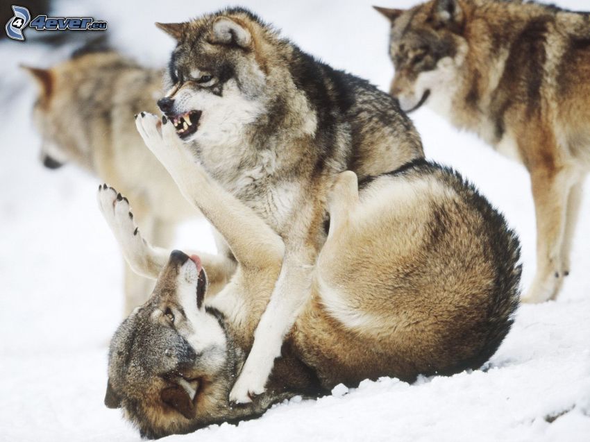 Wolfskampf, Wölfe, Schlacht