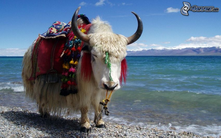 Yak, Meer, Berge